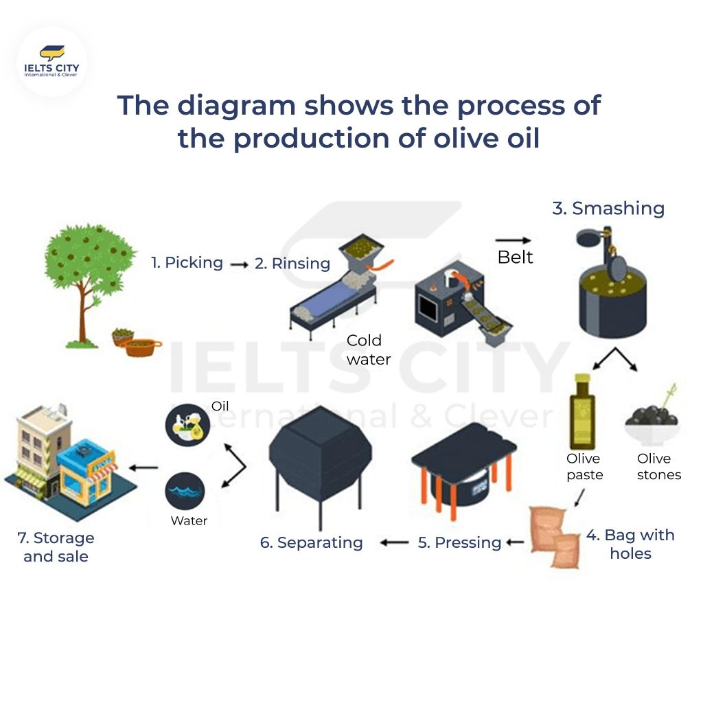 The diagram shows the process of the production of olive oil