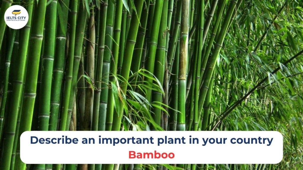 Describe an important plant in your country -bamboo