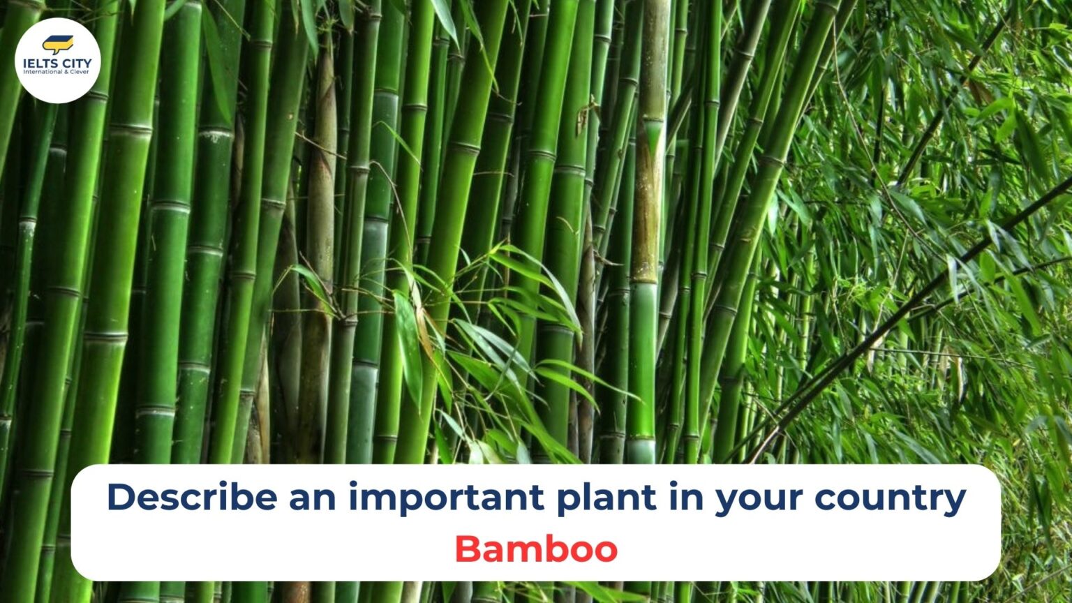 Describe An Important Plant In Your Country B i M u Speaking Part 2 3 Describe an important plant in your country b i m u speaking part 2 3
