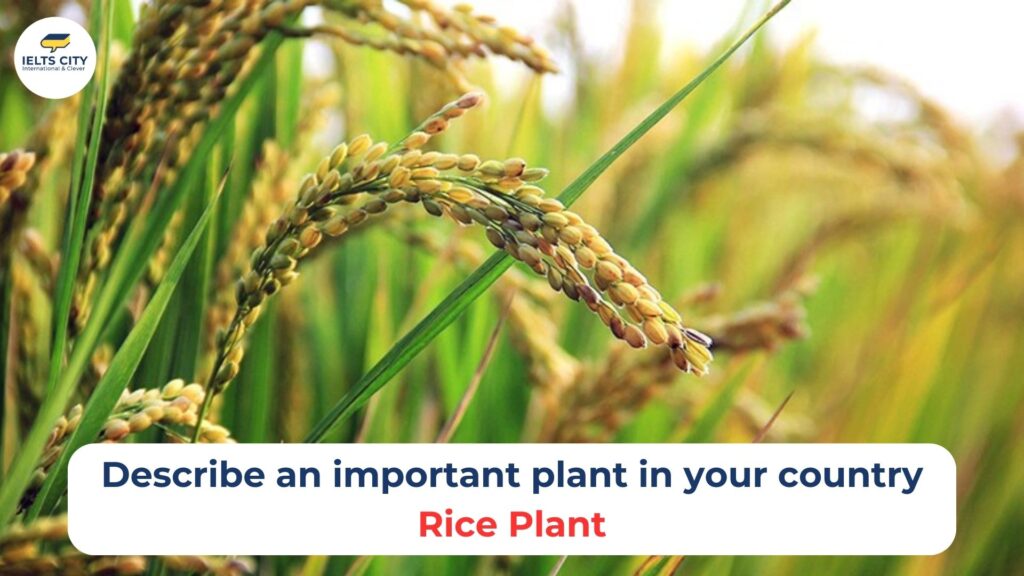 Describe an important plant in your country - rice plant