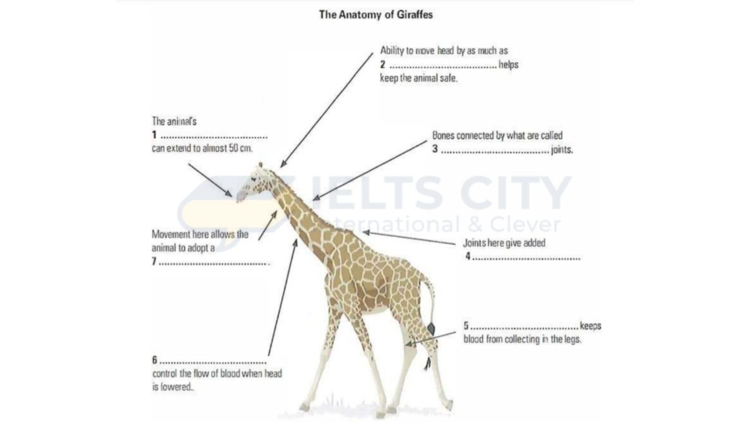 [Đáp án IELTS Reading] Giraffe (Giải thích chi tiết)