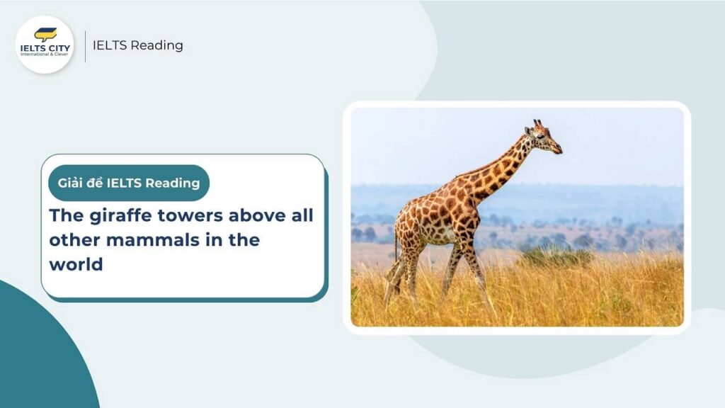 Giraffe - IELTS Reading