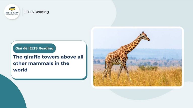 Giraffe - IELTS Reading