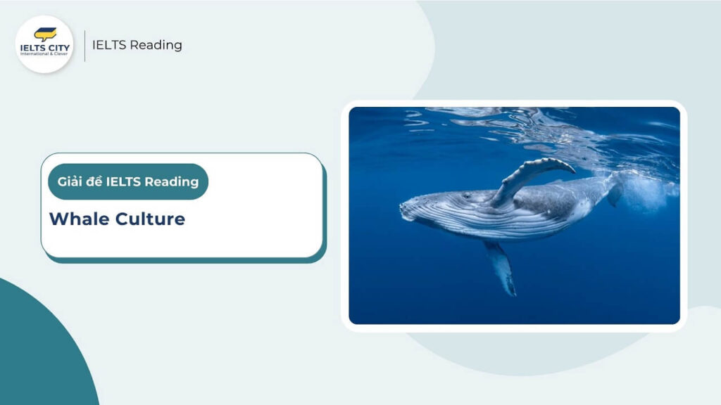 Whale Culture - IELTS Reading