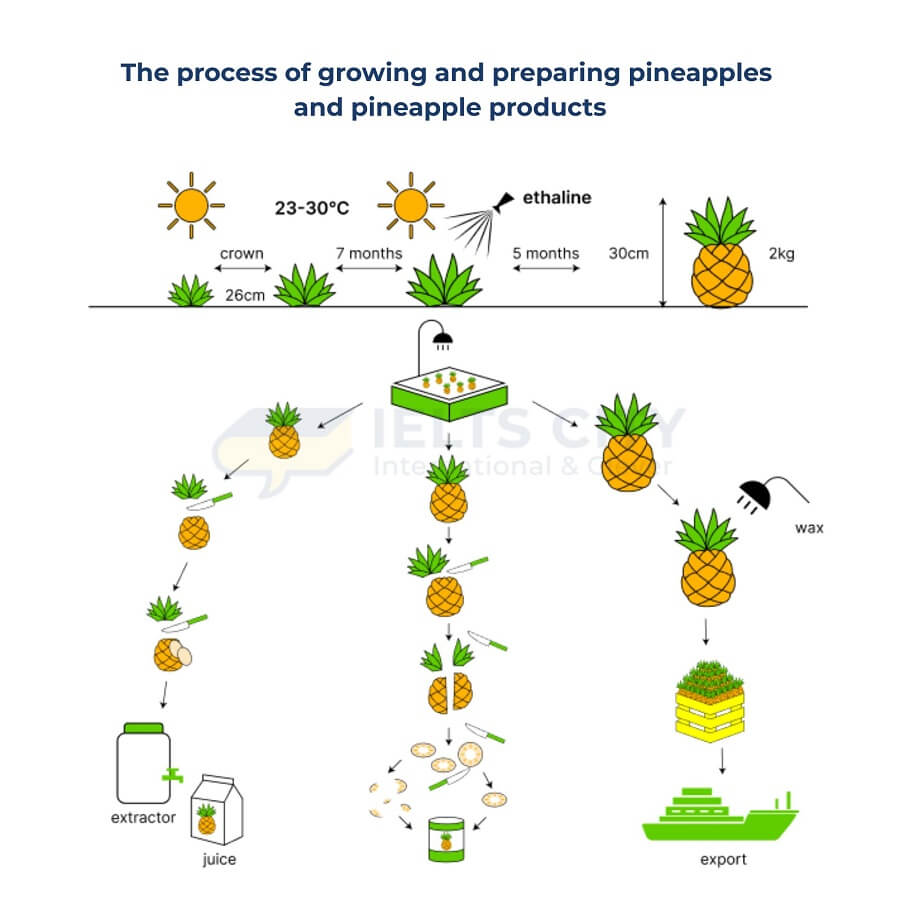Đề thi IELTS Writing Task 1 ngày 19.11.2025
