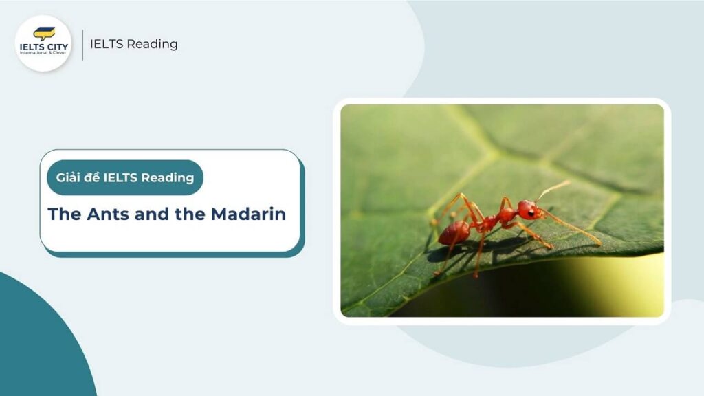 The Ants and the Madarin - IELTS Reading