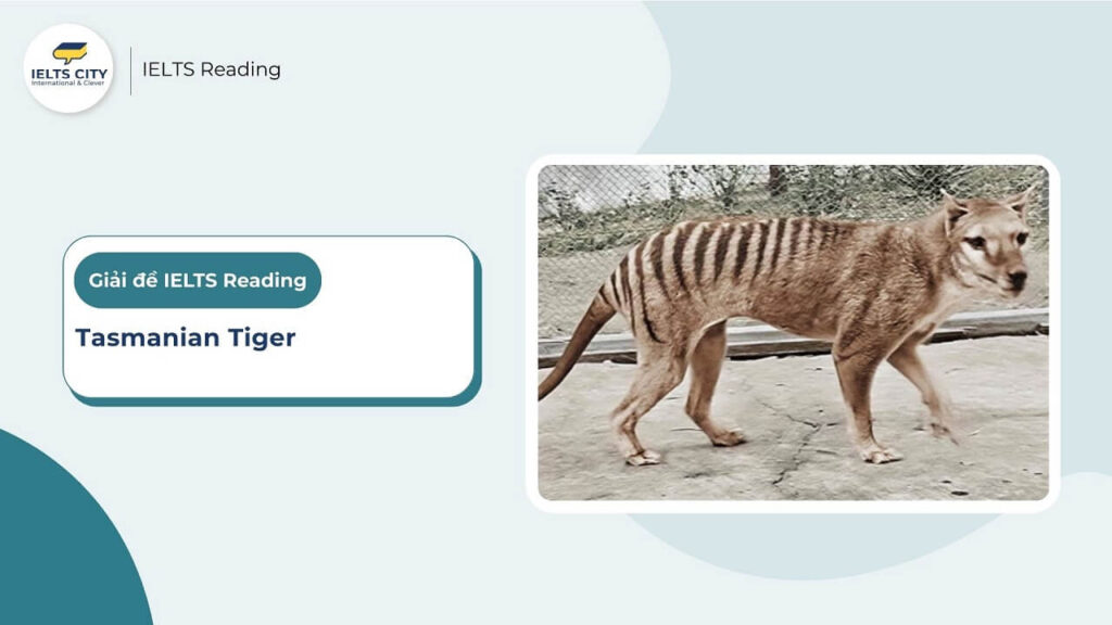 Tasmanian Tiger - IELTS Reading